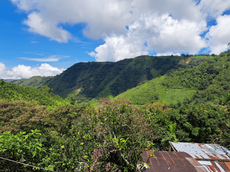 Paisaje de montañas verdes y bosques nativos en Colombia, representando la biodiversidad y el compromiso con la no deforestación bajo la normativa EUDR.