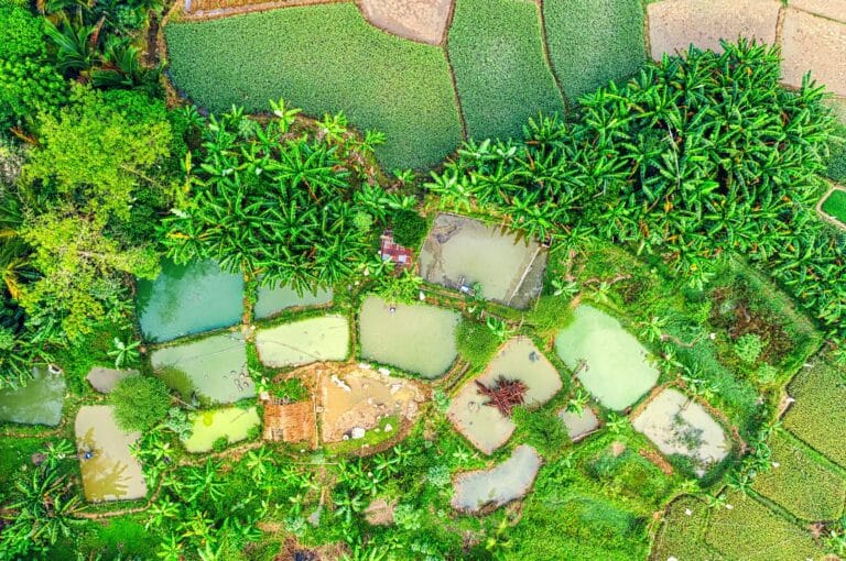 plantations on field near trees and small ponds in countryside